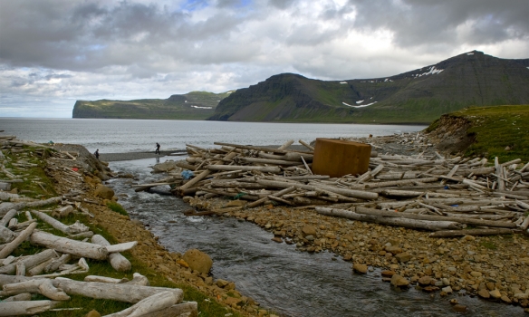 Rekaviður í Kjaransvík undir Álfsfelli.